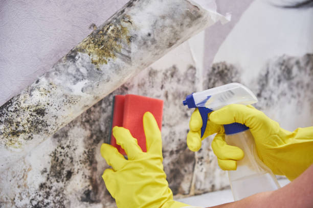 Best Basement Mold Removal  in Red Bank, SC